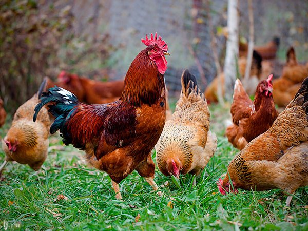 Породы куриц | ЗооТом - продажа, вязка и услуги для животных в Суворове