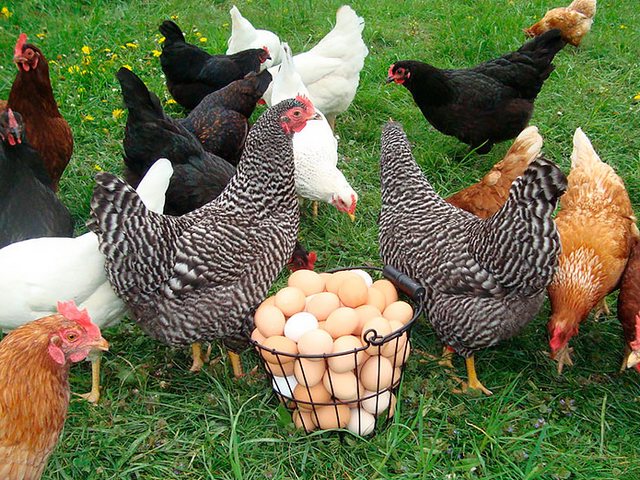 Содержание кур и уход за ними | ЗооТом - продажа, вязка и услуги для животных в Суворове