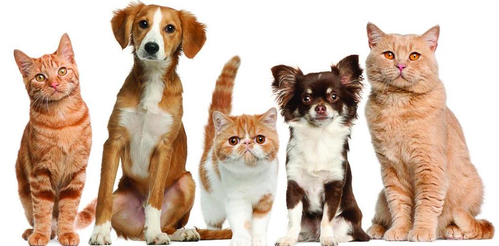 Доска объявлений о животных | ЗооТом - продажа, вязка и услуги для животных в Суворове