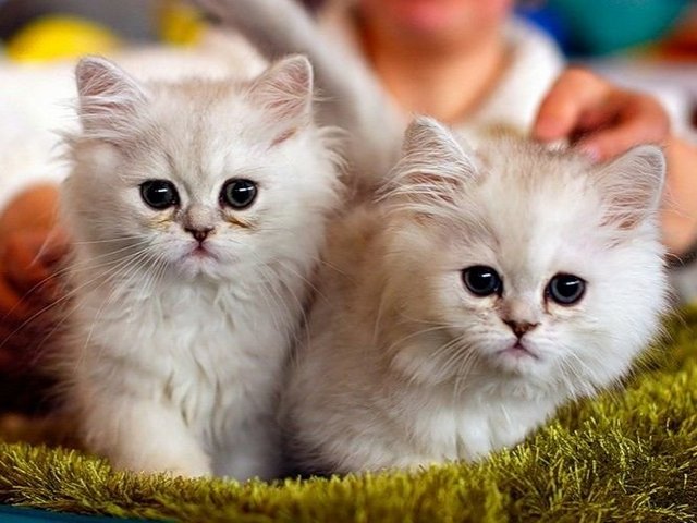 Породы кошек в Суворове | ЗооТом портал о животных