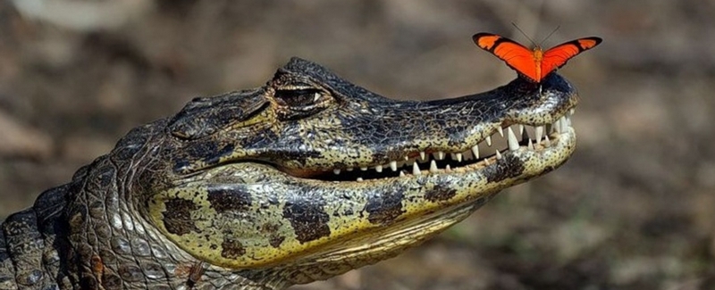 Все о крокодилах в Суворове | ЗооТом портал о животных