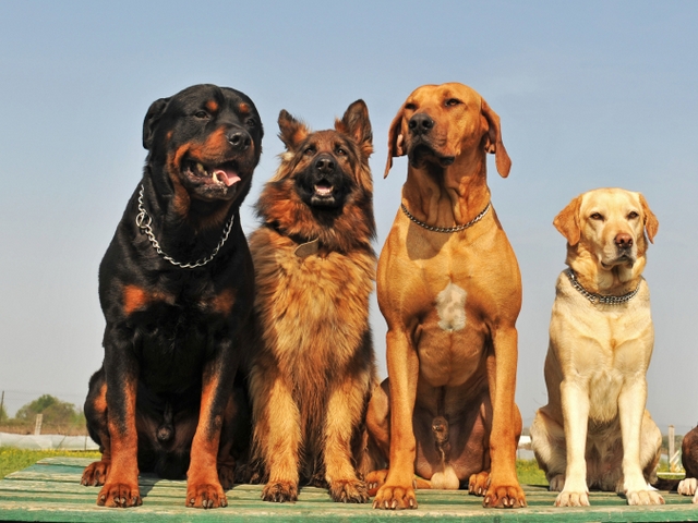 Крупные породы собак в Суворове | ЗооТом портал о животных