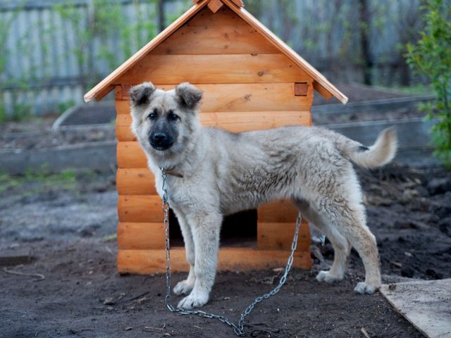 Все о собаках в Суворове